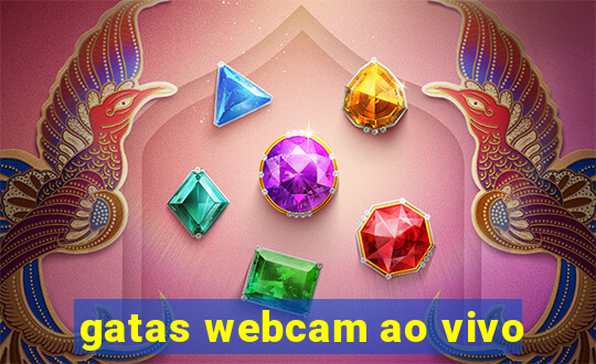 gatas webcam ao vivo